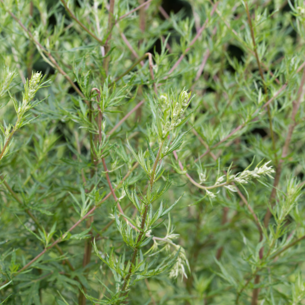 Mugwort image 1