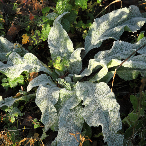 Mullein Leaf image 2