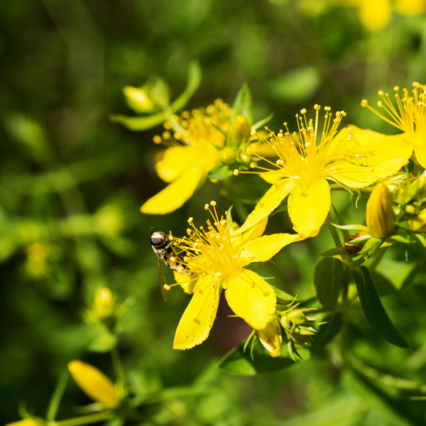 St Johns Wort Tea image 2