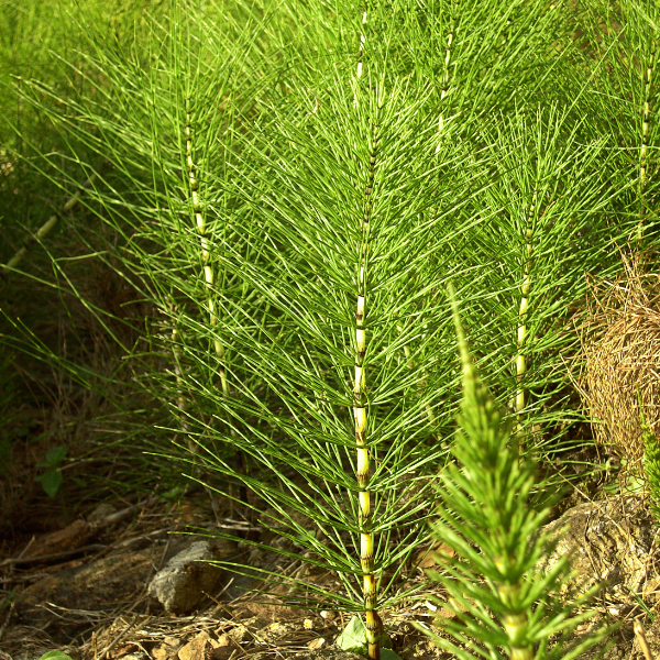 Horsetail image 1