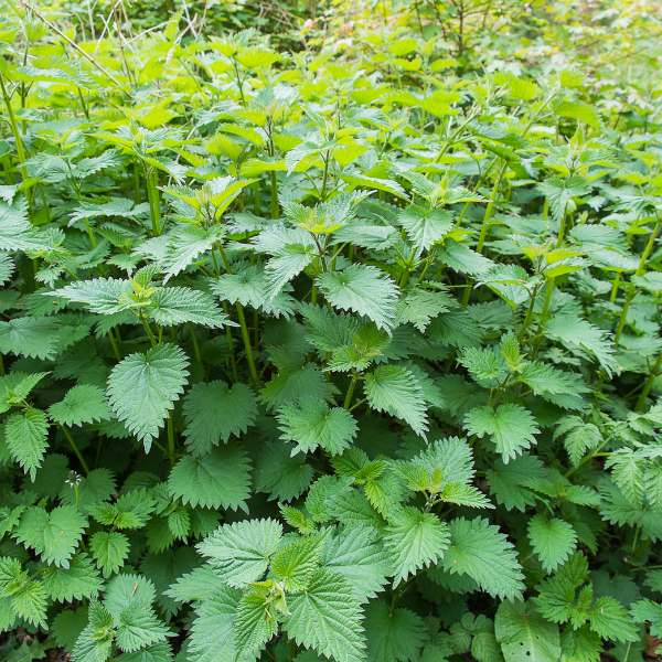 Nettle Leaf image 1