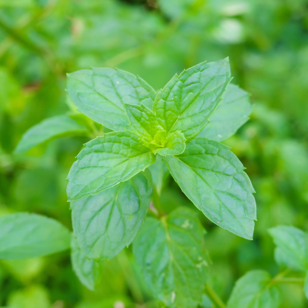 Spearmint image 1