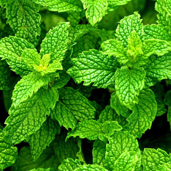 Peppermint image 1