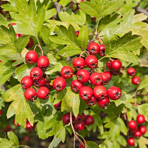 Hawthorn Berries 100g image 2