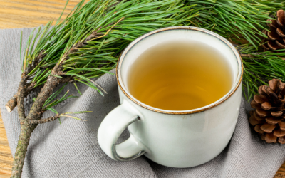 The Secrets of Pine Needle Tea: Health Benefits and Foraging Guide