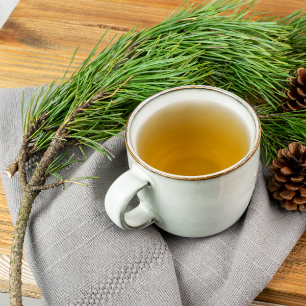 The Secrets of Pine Needle Tea: Health Benefits and Foraging Guide